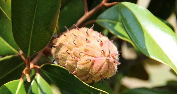 玉兰花种子什么时候种（玉兰花的种植方法及养护）