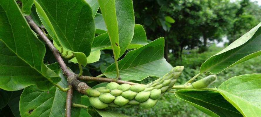 玉兰花种子什么时候种（玉兰花的种植方法及养护）