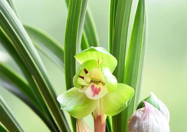 花中皇后指哪种植物（花中皇后的品种介绍）