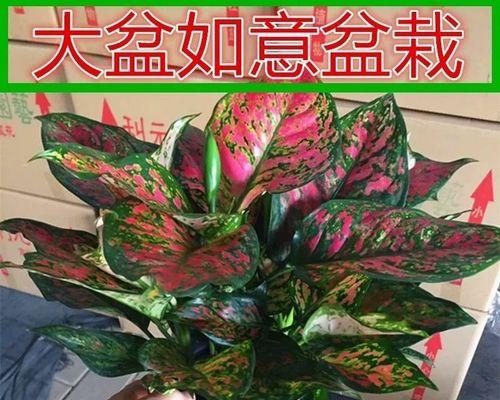 花中皇后指哪种植物（花中皇后的品种介绍）