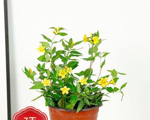 茉莉花怎样养殖（养茉莉花的注意事项）