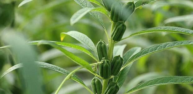 芝麻什么时候种植（芝麻的种植时间和方法）