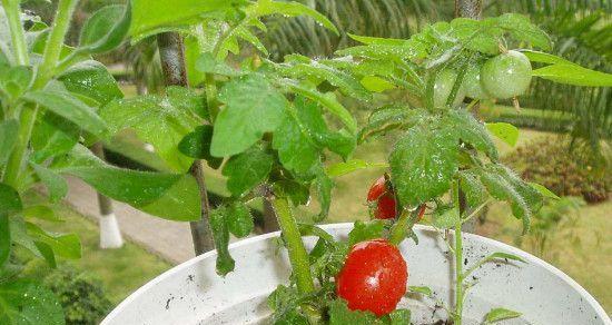 西红柿用什么肥料好（西红柿种植方法和管理）