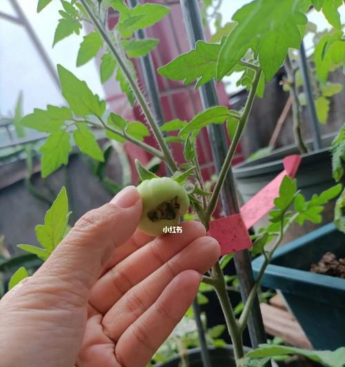 西红柿用什么肥料好（西红柿种植方法和管理）