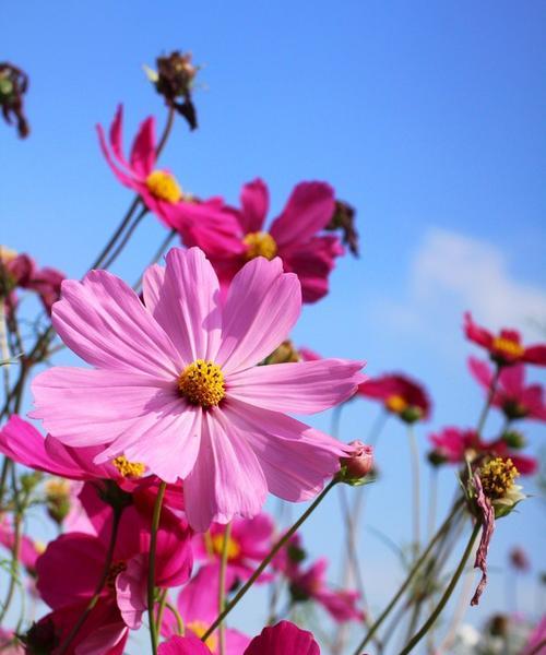 波斯菊什么时候开花（观赏波斯菊花期简介）