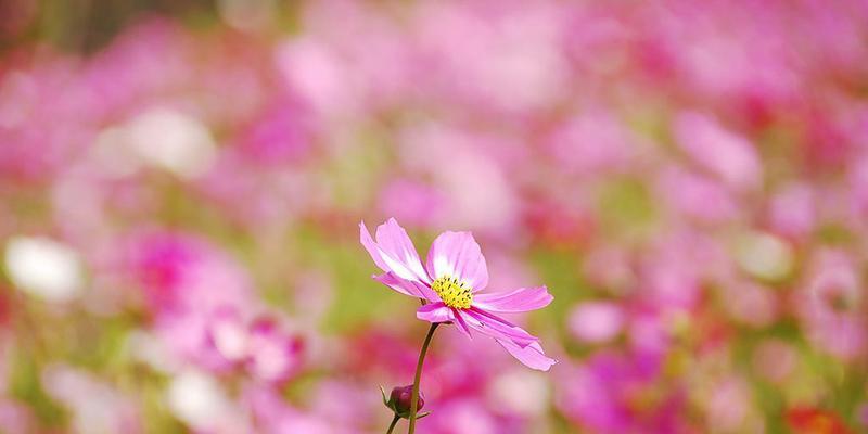 波斯菊什么时候开花（观赏波斯菊花期简介）