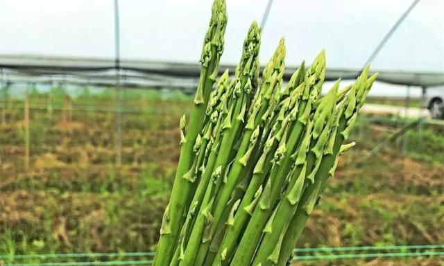 芦笋的种植方法是什么（栽培芦笋的方法和步骤）