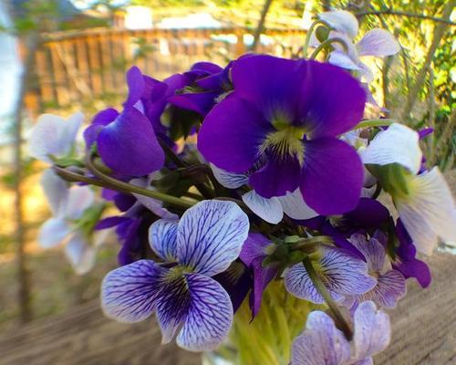 紫罗兰怎样栽培和繁殖（紫罗兰的种植方法与养护）