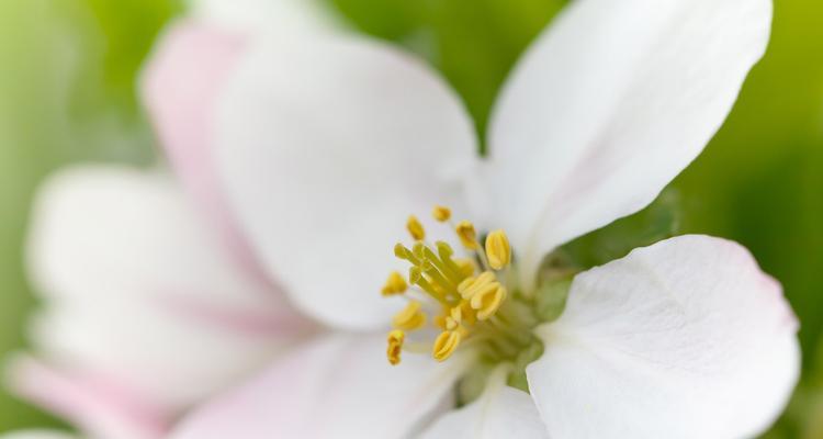 苹果几年才能结果（苹果树修剪技术要点）