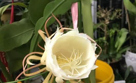 昙花如何养殖（详解昙花的养殖技巧）