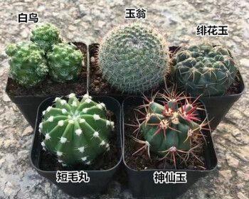 仙人球植物怎么养殖（分享仙人球的养殖方法和注意事项）