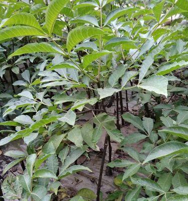 太子参如何种植产量高（太子参高产栽培管理技术要点）