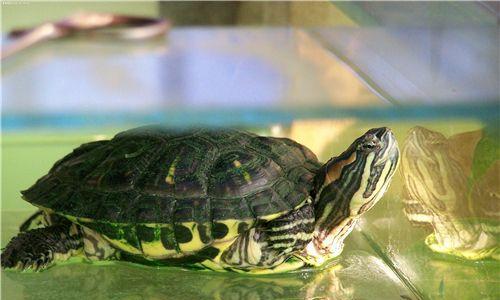 枫叶龟为什么难养