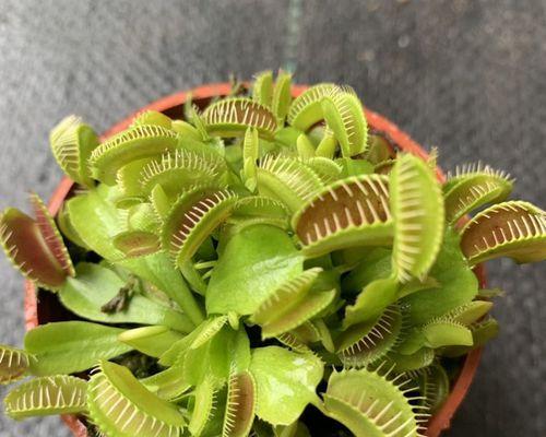 捕蝇草怎么种（种植捕蝇草的方法技巧）