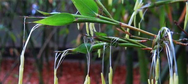 毛竹种植一般在几月（了解毛竹种植时间和方法）