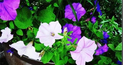 喇叭花什么季节开放（有关喇叭花花期简介）