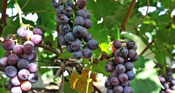 葡萄怎么种植（葡萄种植技术与管理）