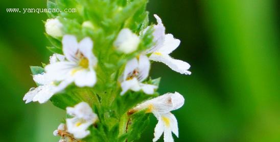 小米草种子怎样种植（小米草种子的播种方法和时间）