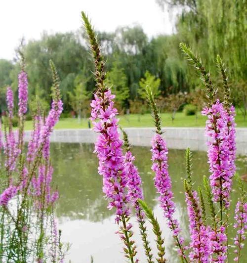 孤独之花（探索孤独的花语）