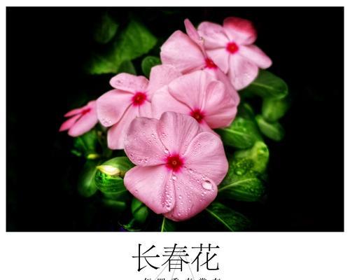 回忆永生-以玫瑰花的花语为主题的文章（用玫瑰花的花语感受回忆的美好）