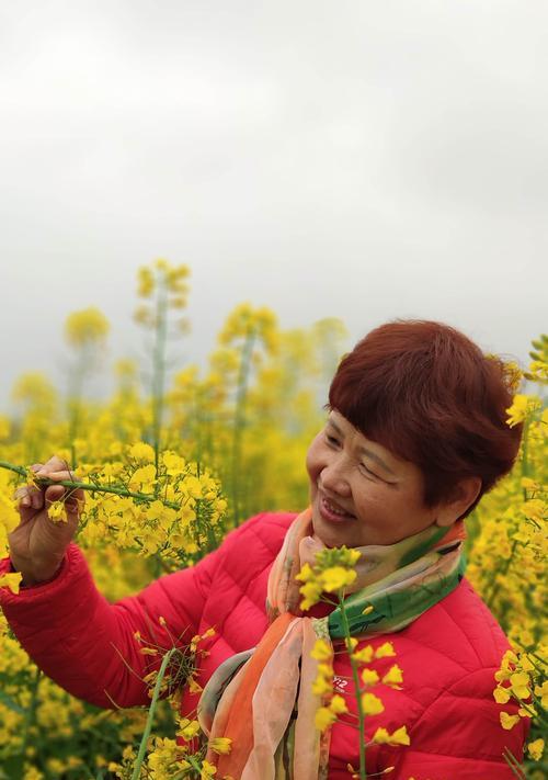 以向日葵的花语为主题的文章（阳光坚持）