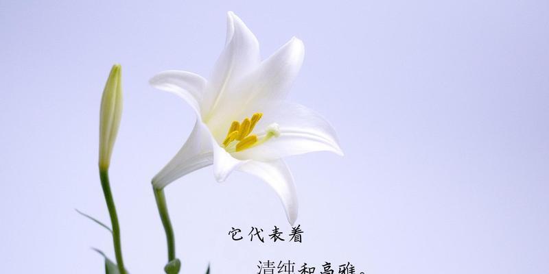 骄傲之花（以向日葵为例）