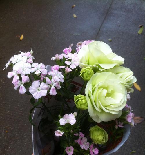 控制的艺术（用百合花来探索控制的不同层面）