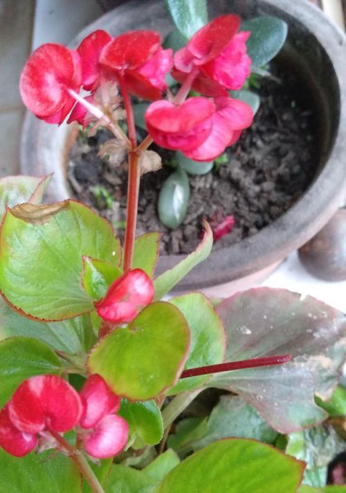 花语离别，倾诉思念（解读离别主题的花语）