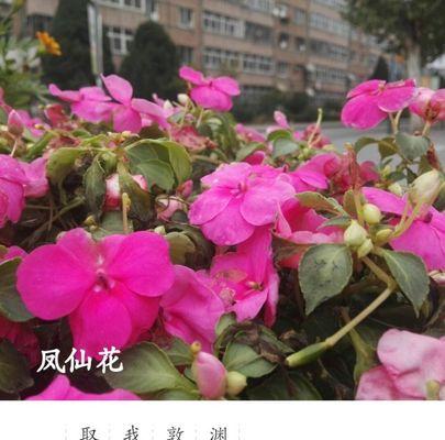 花语迷茫（百合花的花语和迷茫人生的契合与启示）