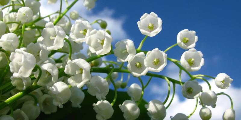 母爱之花——康乃馨的花语（表达母爱情感的康乃馨花语）