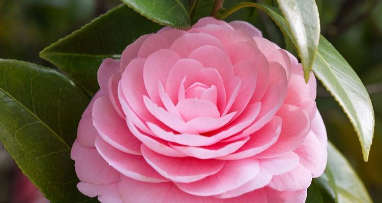 青春花开，绽放希望（以绣球花诠释青春的花语）