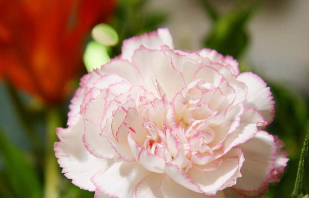 神秘花语（解析各种花朵的神秘花语）