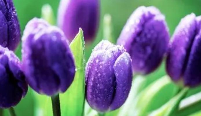 神秘花语（解析各种花朵的神秘花语）