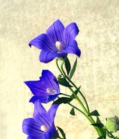 以菊花的花语揭示神明的存在（菊花的花语与神明的隐喻）