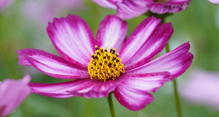 以菊花的花语揭示神明的存在（菊花的花语与神明的隐喻）