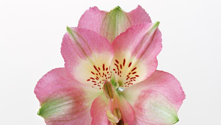 胜利的花语——以菊花为主题（菊花的花语和象征胜利的文化内涵）
