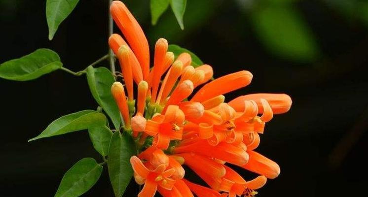 失而复得——以红玫瑰的花语为主题的文章（重拾爱情的红玫瑰之恋）
