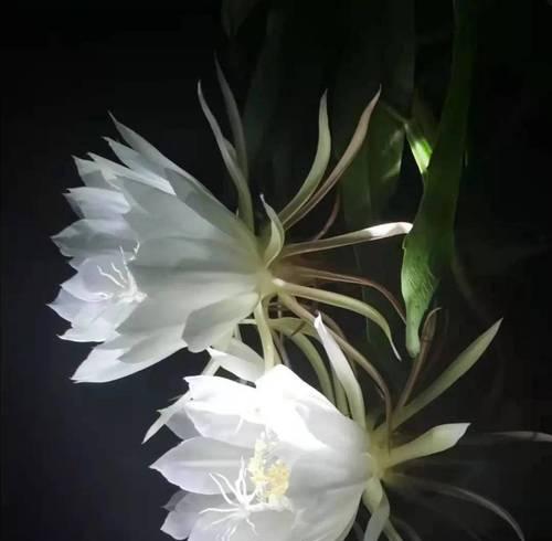 失恋花语——以何种花表达失恋的情感（用花语诉说失恋的心事）