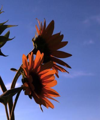 的爱，以百合花为象征（百合花语传递的的爱情）