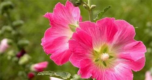 《盛开希望之花——以向日葵为主题的花语》（阳光）