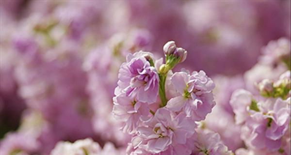 永恒之花的花语探究（以玫瑰花为例）