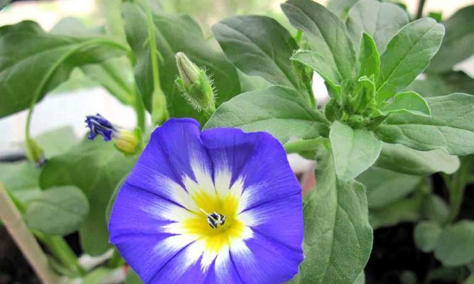 永恒之花的花语探究（以玫瑰花为例）