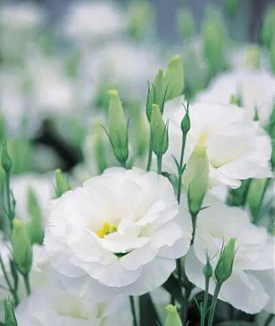 自私的花朵——以水仙花的花语为主题的探讨（以水仙花为象征）