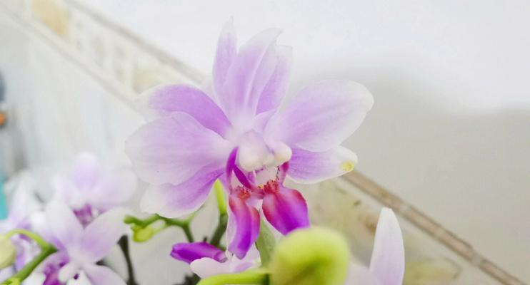 双生花（探寻双生花的神秘意义与文化象征）