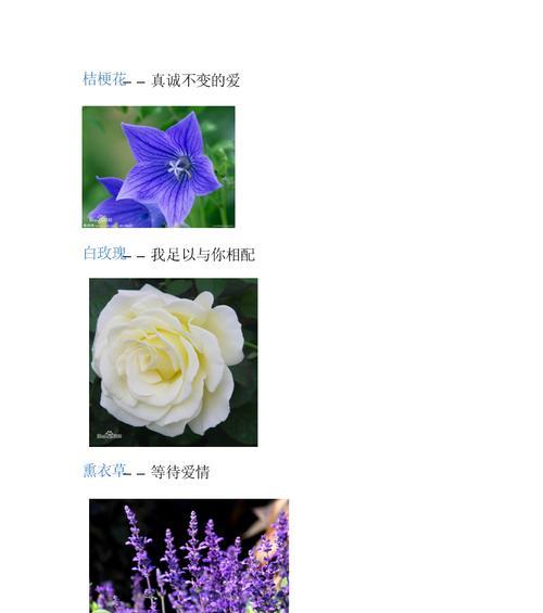 水晶草花语的奇妙世界（揭开水晶草花色花语之谜）