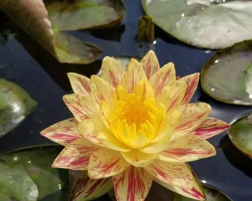 睡莲之花的寓意与象征（探寻睡莲花开的神秘之美）