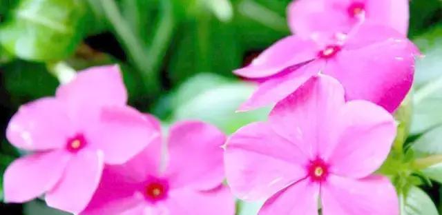 四季梅（四季梅的花语和寓意）