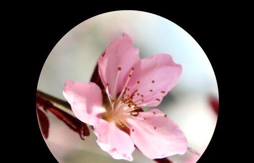 桃花的花语与意义（用桃花传递爱与希望的美好寓意）