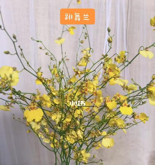 跳舞兰的花语与寓意（探寻跳舞兰背后的象征意义）