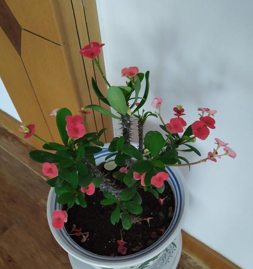 铁海棠花语的含义与象征（探寻铁海棠的寓意）